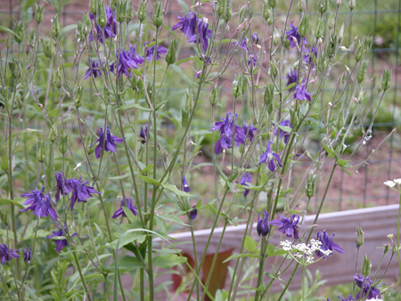 Growing Aquilegia 